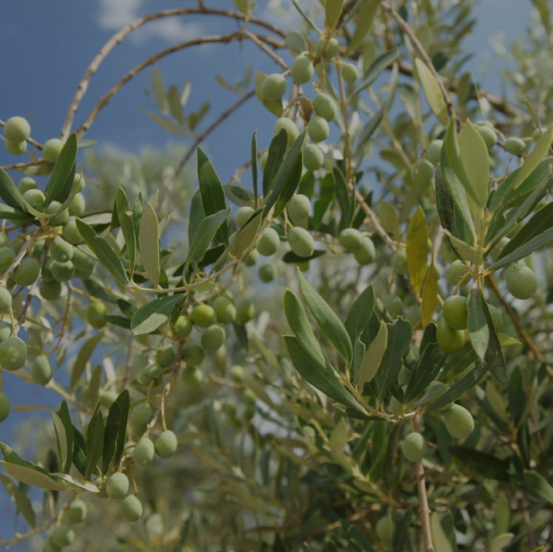 Desarrollo de plantines de olivo con biohumus